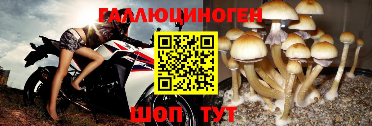 Гурьевск  Галлюциногенные грибы ЛСД  Вход с VPN 